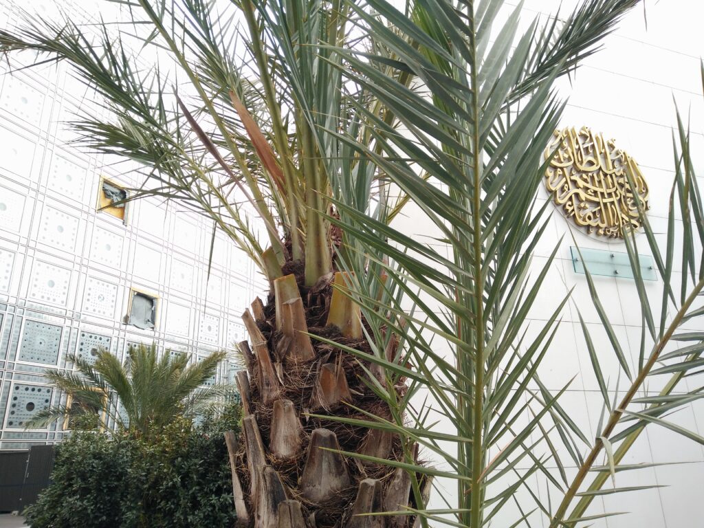 Un palmier devant le bâtiment emblématique de l'institut du Monde Arabe et son logo