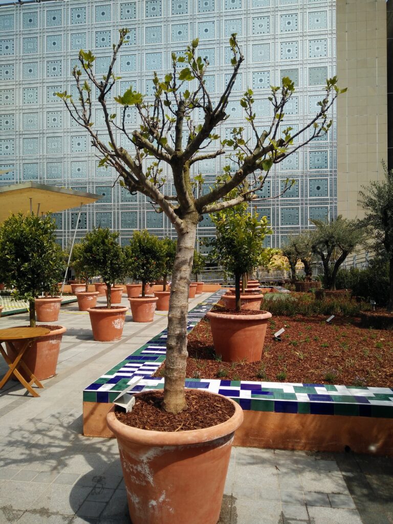 Un oranger en pot, presque sans feuille, devant le bâtiment emblématique de l'Institut du monde Arabe